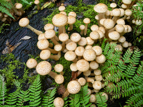 Honey Mushrooms Growing Among Ferns and Moss on a Fallen Forest Log