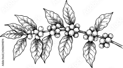 Tableau sur toile Detailed hand-drawn sketch of a coffee plant branch featuring lush leaves and ripening coffee berries, isolated illustration image_b1bf01