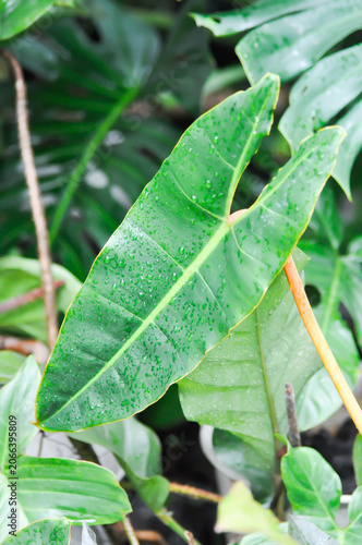 Cuadro en lienzo Philodendron billietiae Croat, ARACEAE or Philodendron plant and rain droplet