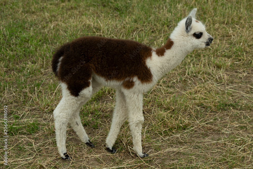 Obraz premium alpaka tier natur lama baby