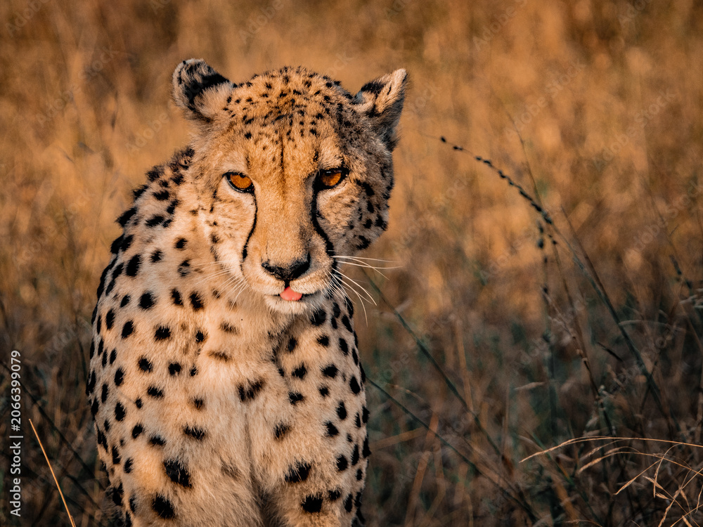 Naklejka premium Alert cheetah looking at camera in African grassland