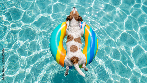 Jack Russell Terrier dog floating on a colorful striped inflatable ring in a crystal clear swimming pool. High angle view of a cute pet relaxing in turquoise water on a sunny summer day.