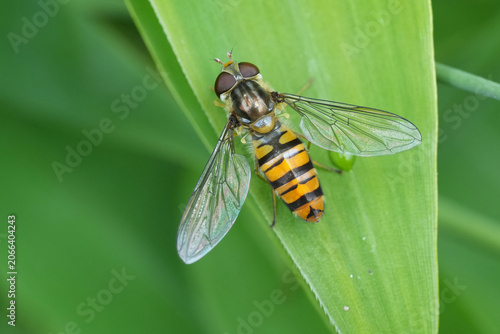 Foto Closeup on a marmalade hoverfly Episyrphus balteatus with spread wings on a leaf