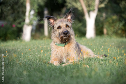 A cute dog is relaxing in nature. She's lying on the grass in the sun and watching.