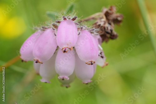 Closeup on the light pink flowers of the cross-leaved heath, Erica tetralix