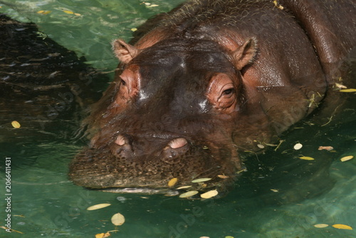 Foto Detailed portrait of a single hippopotamus swimming in water