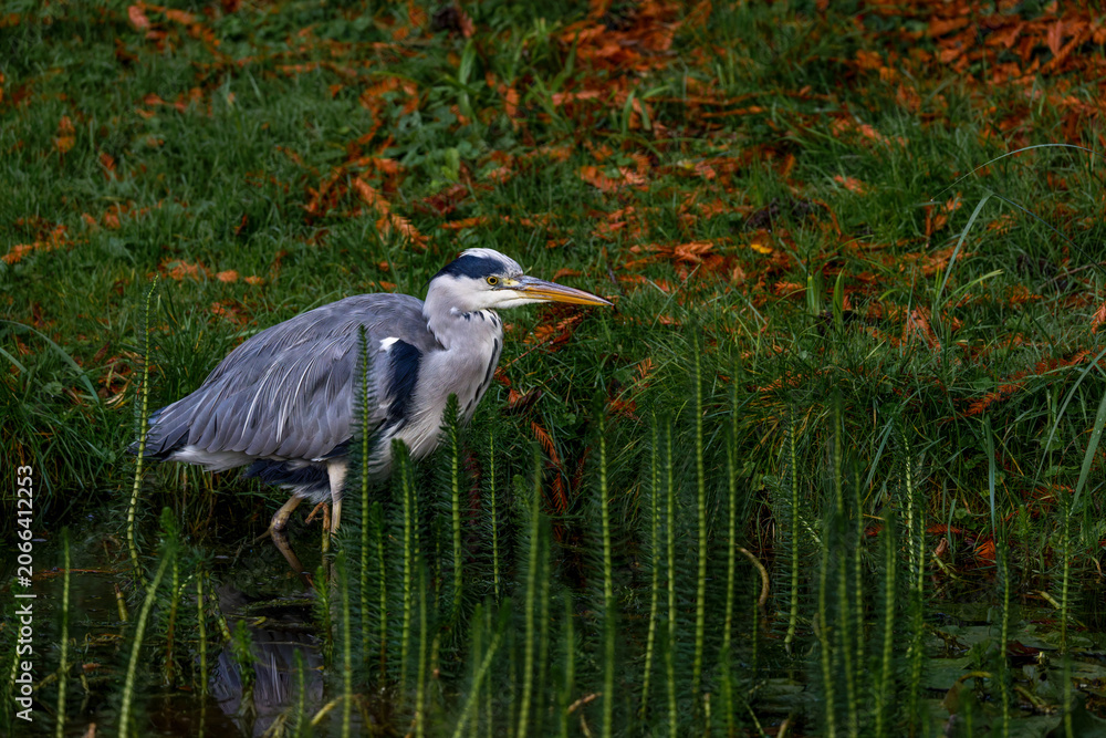 Fototapeta premium Graureiher (Ardea cinerea)