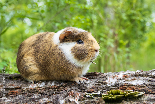 A sick pet guinea pig outdoors sitting on tree trunk suffering from mandibular tooth root elongation with a long tooth sticking out under its chin