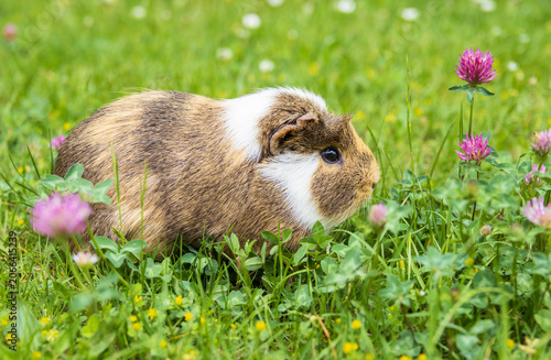 Foto Guinea pig outdoors in the grass smelling, eating clover, suffering from mandibu