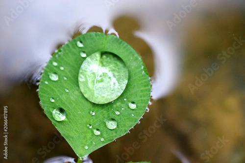 rosée sur feuille de trèfle qui flotte
