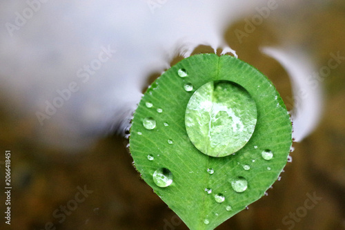 rosée sur feuille de trèfle qui flotte
