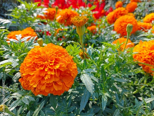 Obraz na płótnie Outdoor Decoration Marigold Flower Garden Bloom Bed Tagetes Flowers Ornamental M