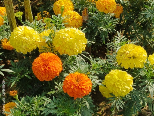 Fotografie Outdoor Decoration Marigold Flower Garden Bloom Bed Tagetes Flowers Ornamental M