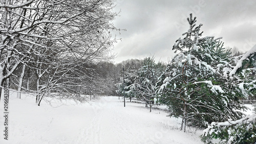 Winter park scene