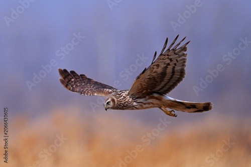 red tailed hawk in flight