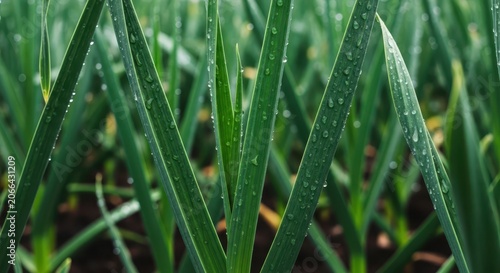 Close-up of fresh garlic plant leaves glistening with water droplets in a vibrant green field, showcasing natural growth and organic cultivation.