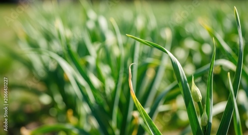 Close-up of fresh garlic plants growing in a sunny field, showcasing vibrant green leaves and natural growth
