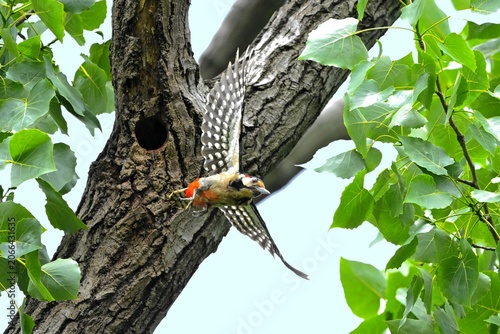 woodpecker on tree