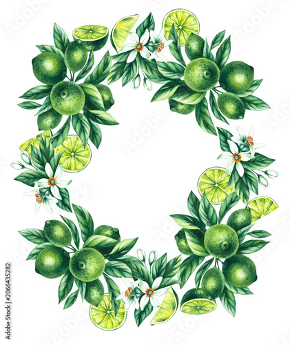 Lime wreath. Watercolor hand-drawn citrus tropical fruit. Lime hand-painted illustration. Botanical lime fruit for wedding invitations, festivals, or postcards.