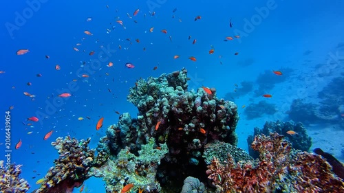 Deeper coral reef, blue ocean, coral garden with the swimming fish. Tropical corals, reef fish, underwater video from the scuba diving adventure trip. Marine life in the sea, swimming fish.