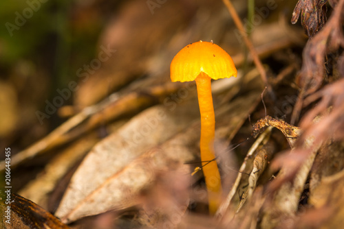 Canvas Print Close up of Hygrocybe blanda which is a small, indigenous orange waxgill mushroom native to New Zealand
