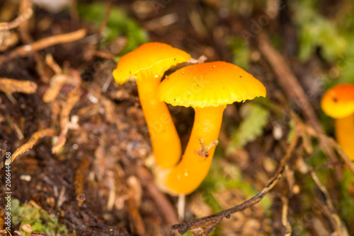 Fotografie Close up of Hygrocybe blanda which is a small, indigenous orange waxgill mushroom native to New Zealand