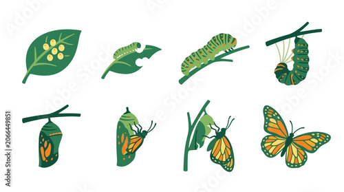 Butterfly Life Cycle Stages Transformation.