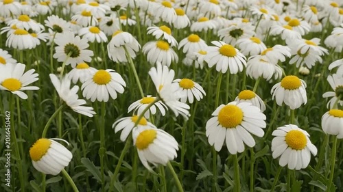 A beautiful field of white daisies with bright yellow centers blooming in a lush green meadow