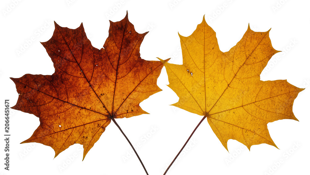 Fototapeta premium Isolated colorful autumn maple leaves showcasing vibrant seasonal hues and detailed textures