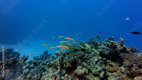 Coral reef and school of swimming yellow tropical fish. Marine life, vivid blue sea, diving video from the reef. Wildlife in the ocean, underwater footage. Life in the water, school of yellow fish