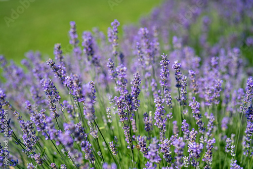 Obraz na płótnie Lavendel in voller Blüte – lila Blüten im Garten