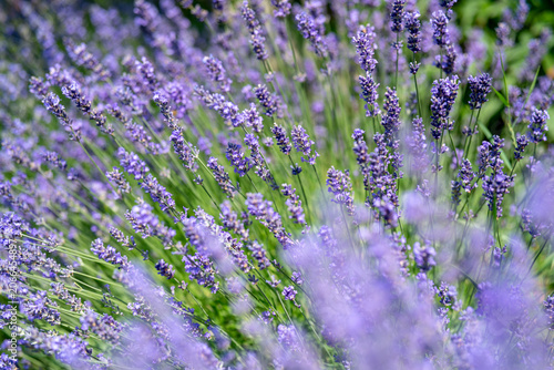 Fotografie Lavendel in voller Blüte – lila Blüten im Garten