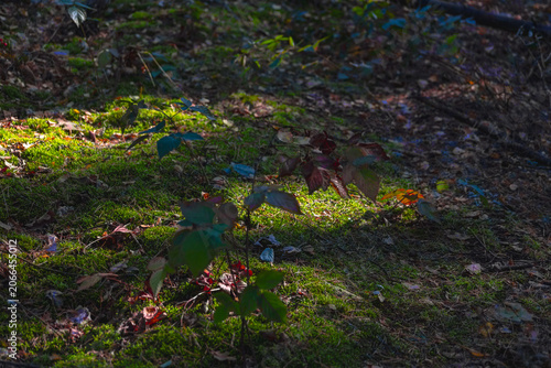 Forest ground covered in moss with patches of warm sunlight filtering through autumn trees. Glowing green woodland floor texture.