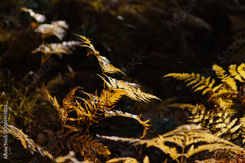 Golden dried fern leaves against a dark shadowed background, high contrast autumn forest detail. Dramatic woodland texture close-up.