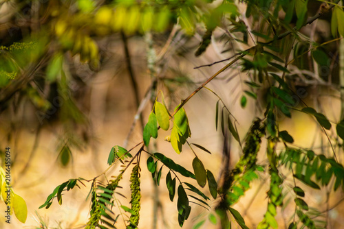 Green leafy branch with soft golden bokeh background in warm autumn tones. Delicate foliage detail with glowing out-of-focus surroundings.