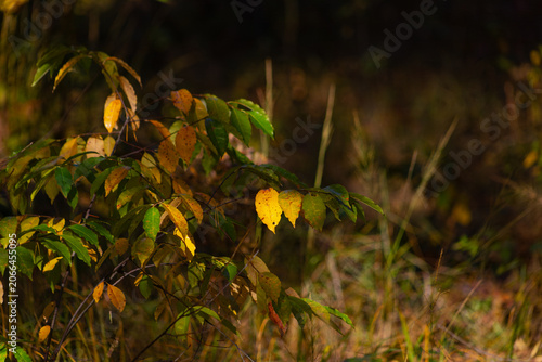 Mixed autumn foliage branches in yellow and green tones with soft natural bokeh background. Transitional fall color woodland scene.
