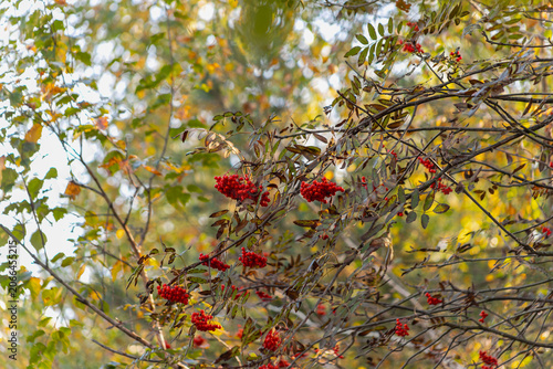 Rowan tree branches with clusters of red berries in soft diffused autumn forest light. Natural woodland scene, delicate branch detail.