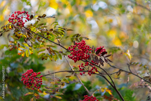 Close-up cluster of vivid red rowan berries with soft blurred autumn foliage bokeh in background. Vibrant fall nature detail shot.