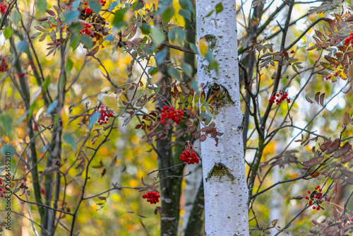 Rowan berries among autumn branches with a white birch tree trunk in the foreground. Forest scene with golden foliage, vertical depth.