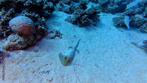 Spotted sea animal - ray on the deep seabed video. The bluespotted ribbontail ray (Taeniura lymma) on the sand.  Marine life in the ocean, underwater video from scuba diving trip. Ray on the sea botto
