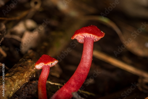 Tableau sur toile Close up of Hygrocybe rubrocarnosa, which is a red species of gilled fungi in th