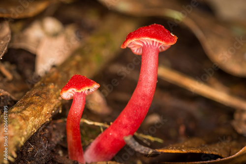 Cuadro en lienzo Close up of Hygrocybe rubrocarnosa, which is a red species of gilled fungi in th