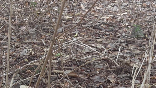 A matte grayish-brown California towhee hops backwards on the ground to forage for food. Its long tail balances its body as it scratches through dense brush and dry leaves in a sunny backyard setting.