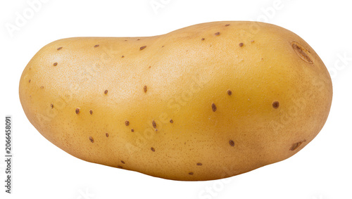 Фотография Isolated fresh organic potato vegetable tuber with natural skin blemishes ready