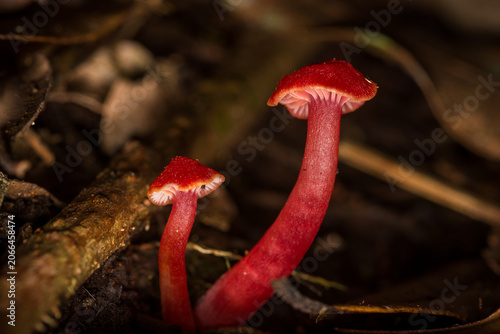 Foto Close up of Hygrocybe rubrocarnosa, which is a red species of gilled fungi in th