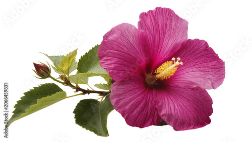 Obraz na plátně Isolated magnificent blooming pink tropical hibiscus flower with fresh green lea
