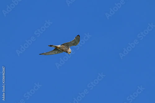Tableau sur toile Common kestrel hovering against clear blue sky