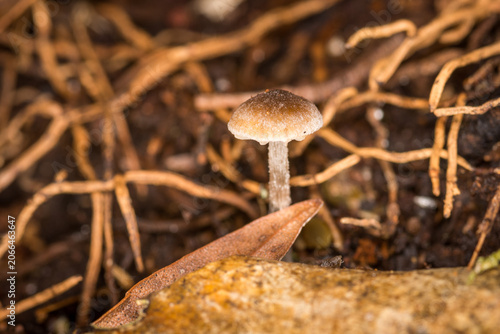 Foto Close up of Hygrocybe rubrocarnosa, which is a red species of gilled fungi in th
