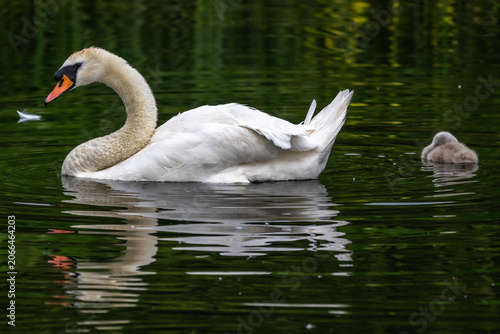 Obraz na plátne Swan with cygnet
