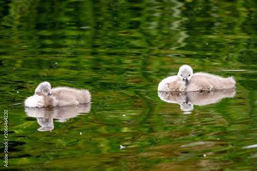 Obraz na płótnie Floating cygnets